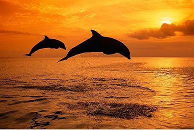 KK官方对战平台全网招募地图代言人，引荐转发抽小米手机！