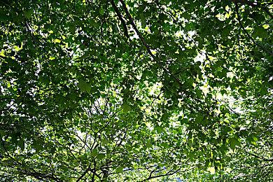 视觉小说+经营管理游戏《轮滑娇娃》现已发售